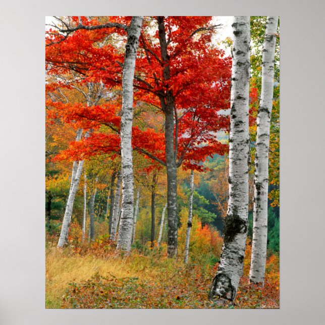 Poster USA, Maine, Wyman Lake. Forêt De Birch (Devant)