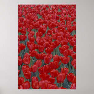 Poster USA, Ohio, Cincinnati. Lit de tulipes rouges