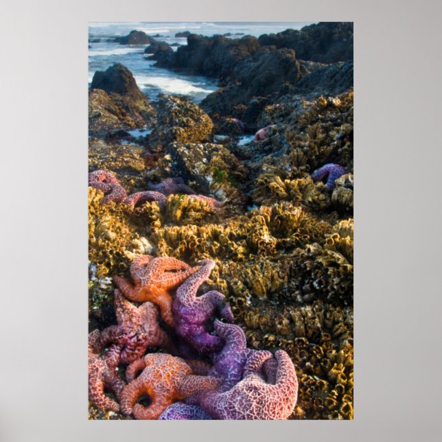 Poster USA, Oregon. Starfish and sea stars (Devant)