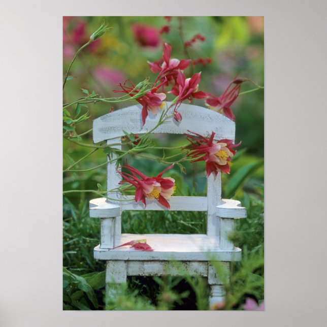 Poster USA, Pennsylvanie. Fleurs de Columbine et chaise (Devant)