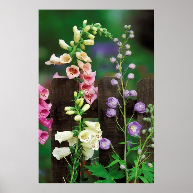 Poster USA, Pennsylvanie. Foxglove et delphinium (Devant)