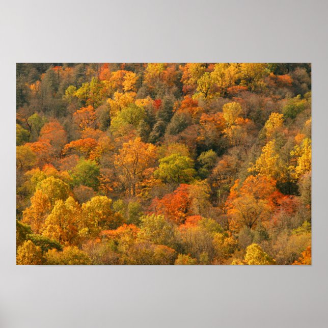 Poster USA, Tennessee. Fall Foliage 2 (Devant)