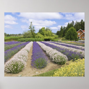 Poster USA, WA, Sequim, Purple Haze Lavender Farm