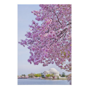 Poster USA, Washington DC, Cherry tree in floraison