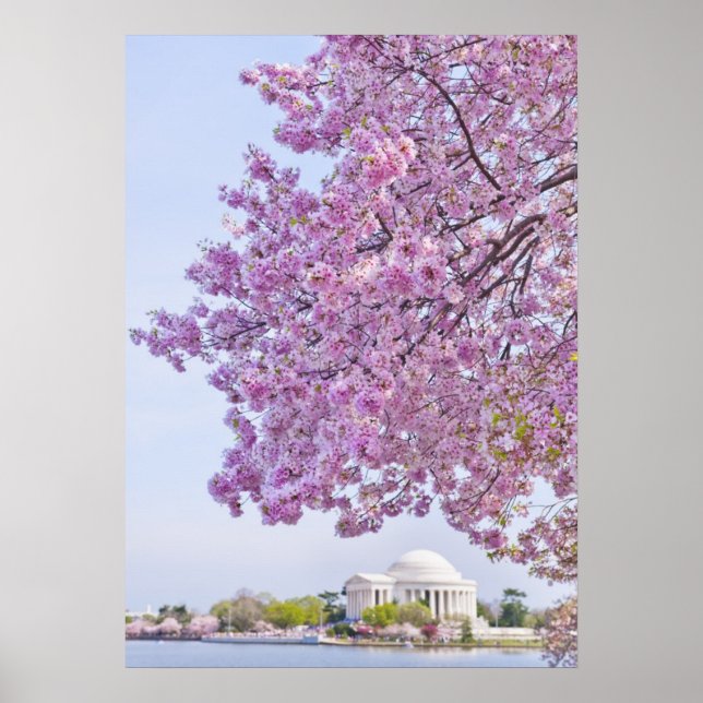 Poster USA, Washington DC, Cherry tree in floraison (Devant)