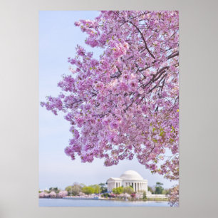 Poster USA, Washington DC, Cherry tree in floraison