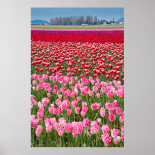 Poster USA, Washington. Field of Multicolored Tulips