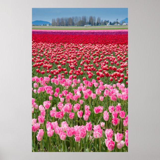 Poster USA, Washington. Field of Multicolored Tulips (Devant)