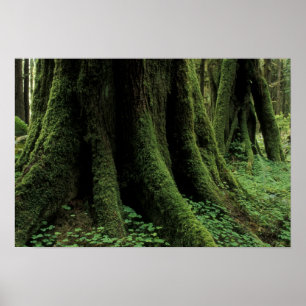 Poster USA, Washington, Olympic National Park, 2