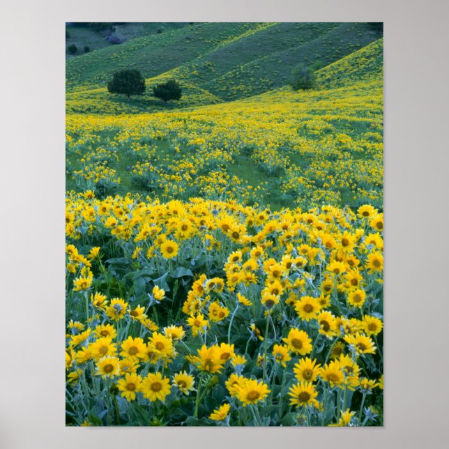 Poster UTAH. ÉTATS-UNIS. Balsamorhize à feuilles sagittée (Devant)