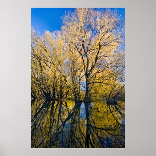 Poster Utah. États-Unis. Saules à feuilles de pêcher (Devant)