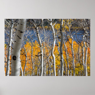 Poster Utah, USA. Arbres d'Aspen (Populus Tremuloides)