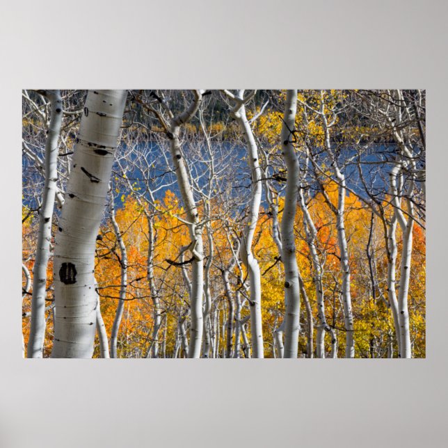 Poster Utah, USA. Arbres d'Aspen (Populus Tremuloides) (Devant)