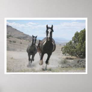 Poster Utah Wild Horses Running
