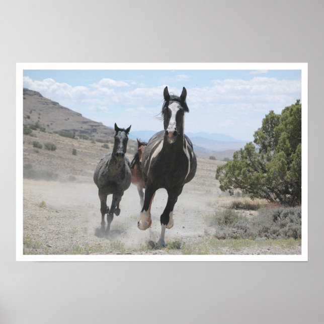Poster Utah Wild Horses Running (Devant)