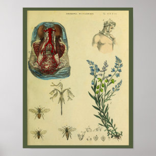 Poster Uterus Abdomen Arteries Bees Anatomy Art Print