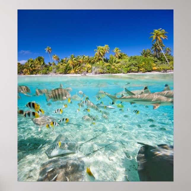 Poster Vacances exotiques (Devant)