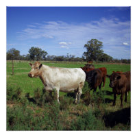 Vache Blanche Menant Le Troupeau,