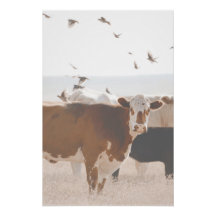 Vache Brown Et Blanche Fluttering Oiseaux Pays