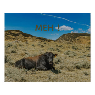Poster Vache dit MEH! Drôle de bœuf mâle bouche ouverte