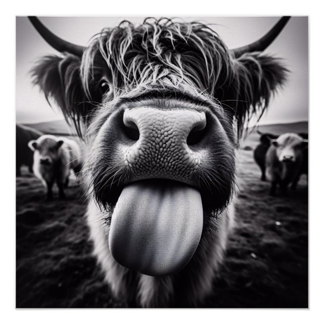 Poster Vache drôle noir et blanc (Devant)
