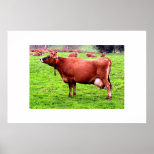 Poster Vache Jersey à Jersey