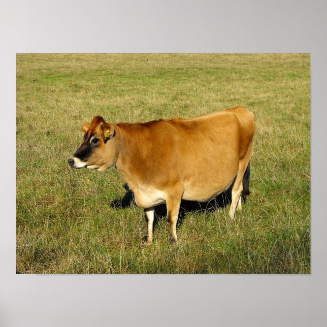Poster Vache jersiaise à Jersey (Devant)