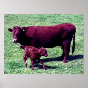 Poster Vache Rouge Du Devon Sud Et Jeune Veau