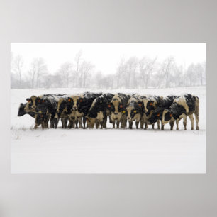 Poster Vaches