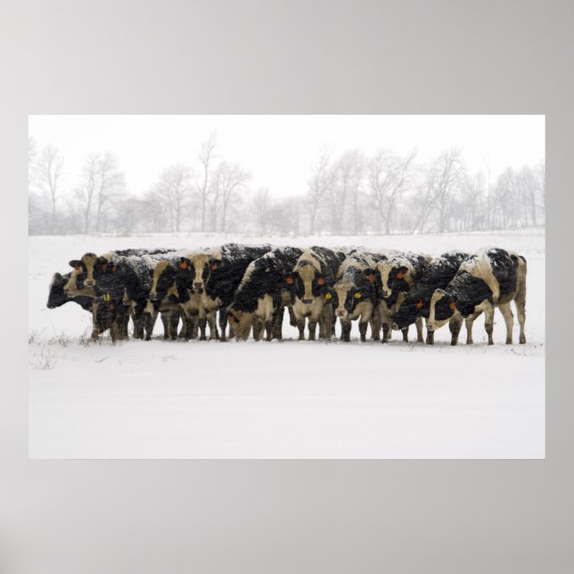 Poster Vaches (Devant)