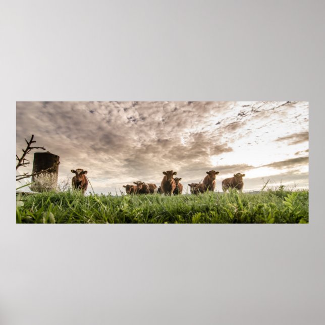 Poster Vaches (Devant)