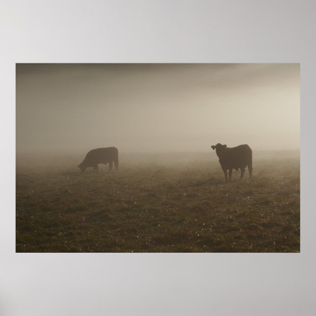 Poster Vaches dans la fosse photo (Devant)