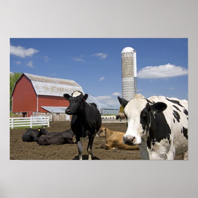 Poster Vaches devant une grange rouge et silo sur une fer (Devant)