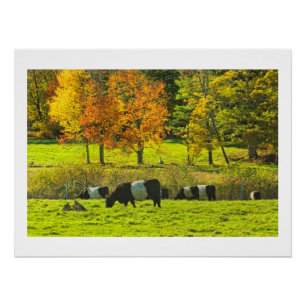 Poster Vaches Galloway Ceinturées Sur Rockport Maine Farm