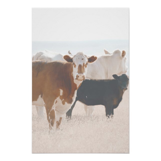 Poster Vaches rustiques en campagne (Devant)
