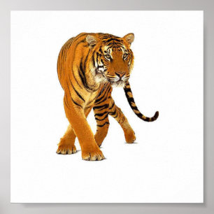 Poster Vagabondage de tigre