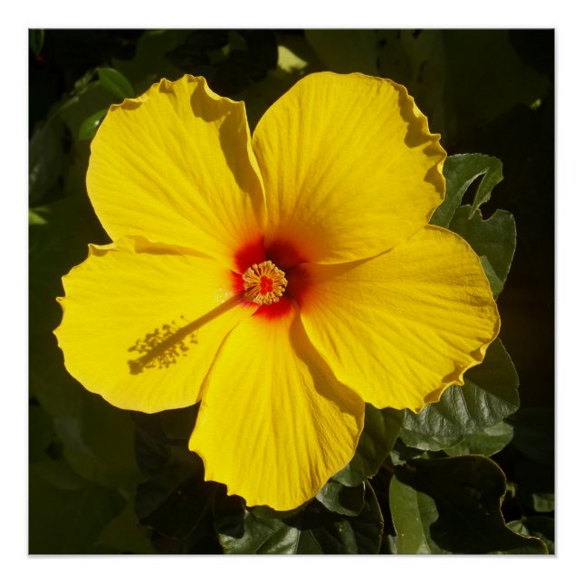 Poster Valeur de fleur d'hibiscus jaune (Devant)