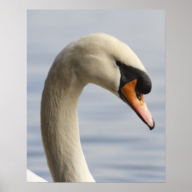 Poster Vancouver, Parc Stanley, Cygne tuberculé (Cygnus o (Devant)