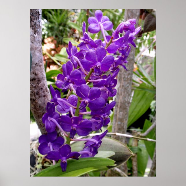 Poster Vanda Orchidées (Devant)