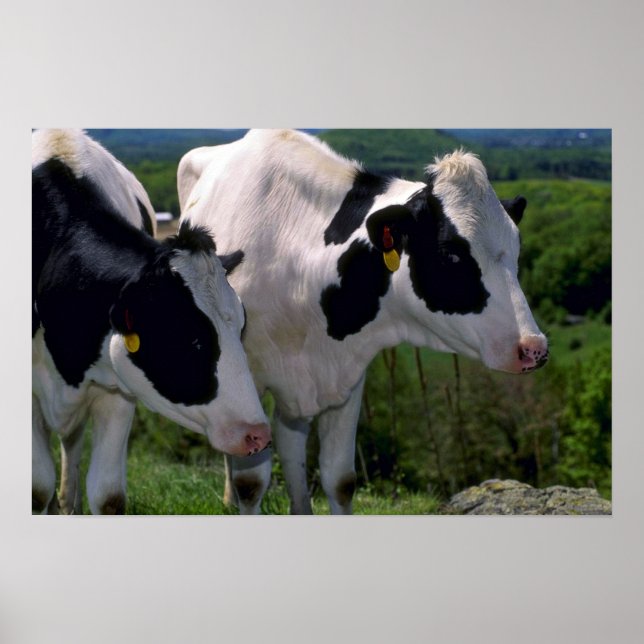 Poster Vattle laitière Holstein (Devant)