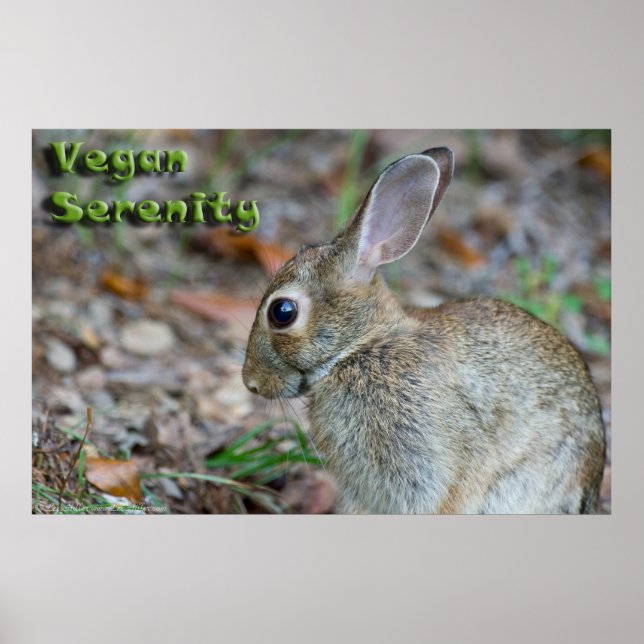 Poster Vegan Serenity Bunny (Devant)