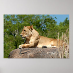 Poster Veille