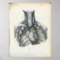 Veines de l'anatomie du thorax Imprimer
