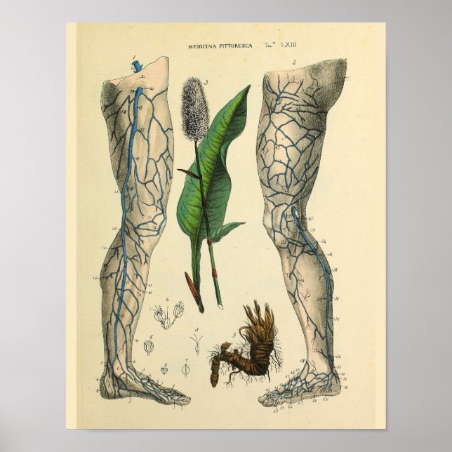 Poster Veines pieds jambe Vintage Anatomie Art Imprimer (Devant)