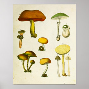 Poster Vert 1839 jaune d'impression d'art de champignons
