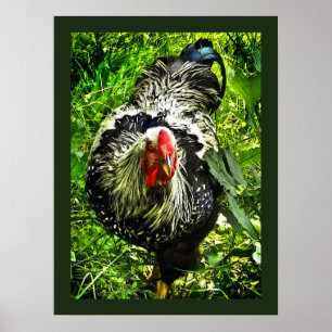 Poster vert d'animaux de la coq argenté Lacver Wy