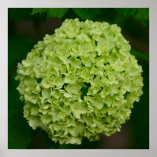 Poster vert Hydrangea