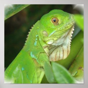 Poster vert Lizard Imprimer