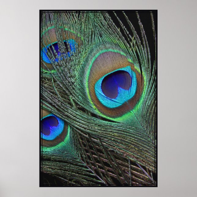Poster vertical Peacock Feathers -40x60 (Devant)