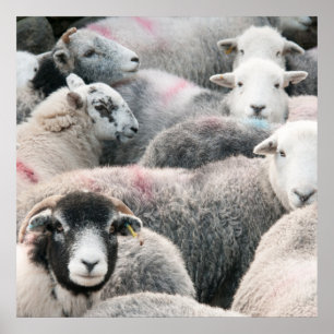 Poster Vestige D'Herdwicks